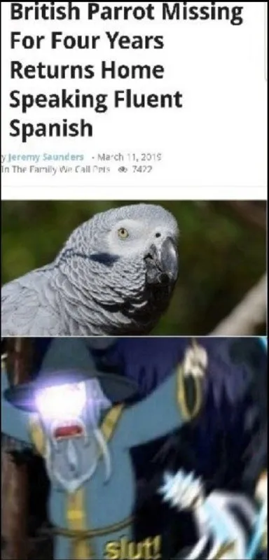 Parrot Returns Speaking Spanish