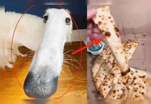 Собачья морда и лепёшка