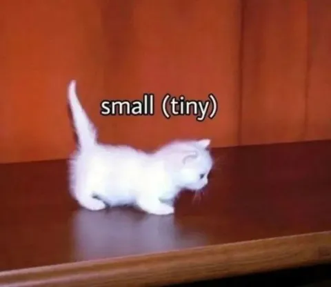 Small Tiny White Kitten