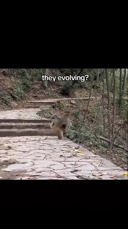 They Evolving Monkey Run