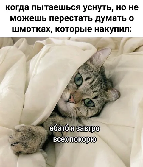 Кот думает о покупках ночью