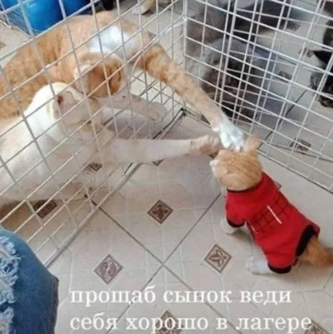 Кот провожает сына в лагерь
