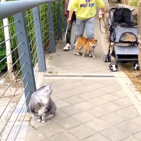 Cat Guards the Path