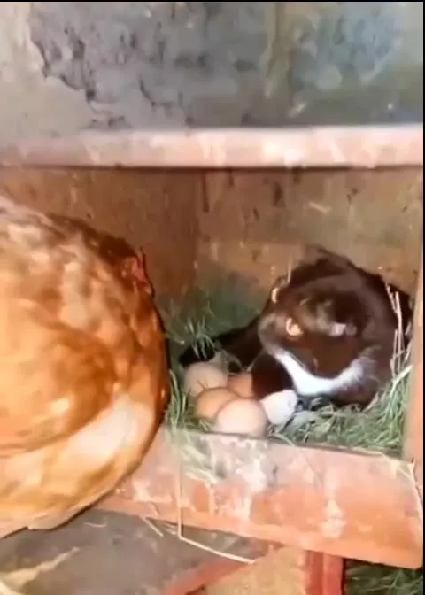Кот среди куриных яиц