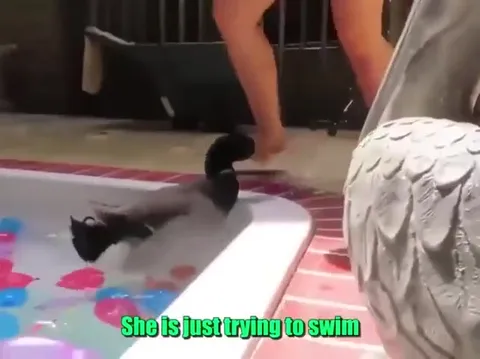Jerry Attacks the Swimmer