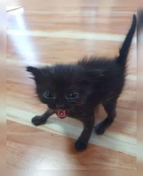 Котёнок кричит от ярости