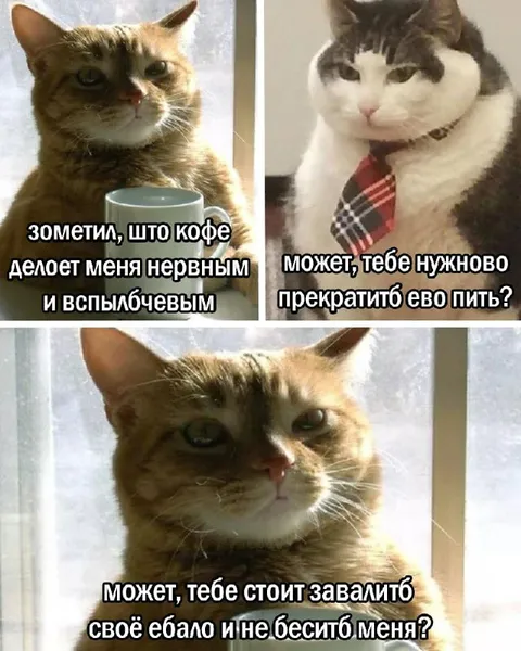 Кофе делает нервным кота