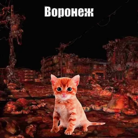 Котёнок в Воронеже