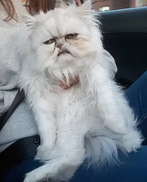 Недовольный белый кот
