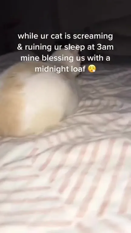 Midnight Loaf Cat