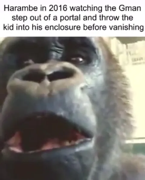 Harambe Watches the Gman