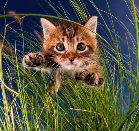 Котёнок выглядывает из травы
