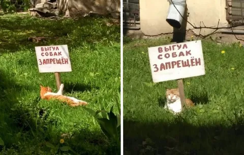 Кот вместо выгула собак