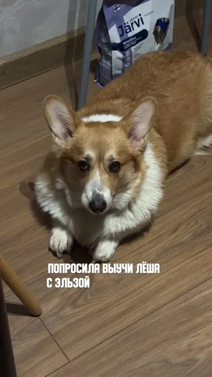 Собака с зависимостью