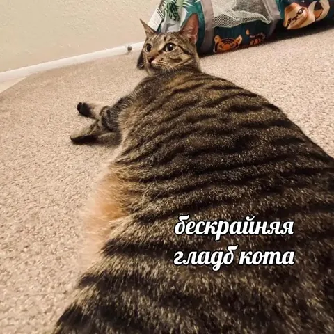 Бескрайняя гладь кота