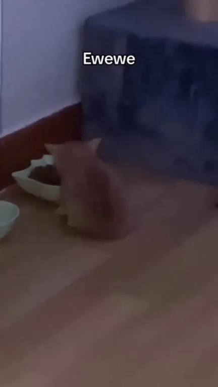 Ewewe Cat Chanting by Food