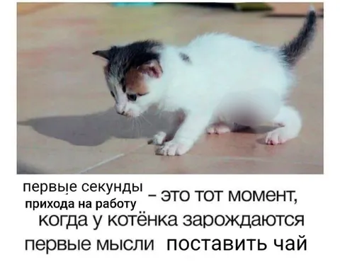 Первые мысли котёнка на работе