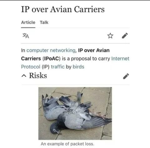 IP over Avian Carriers Packet Loss