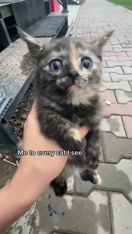 Me to Every Cat I See