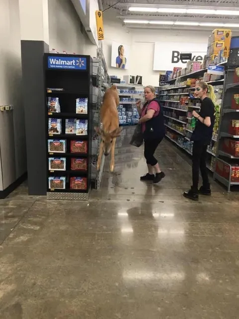 Deer Shopping at Walmart