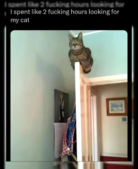 Cat Hiding on Top of the Door