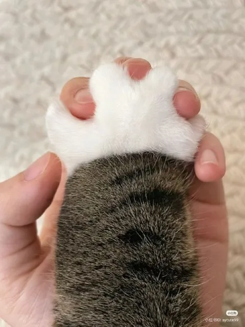 Кот показывает кулачок
