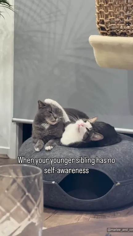 Younger Sibling Has No Self-Awareness
