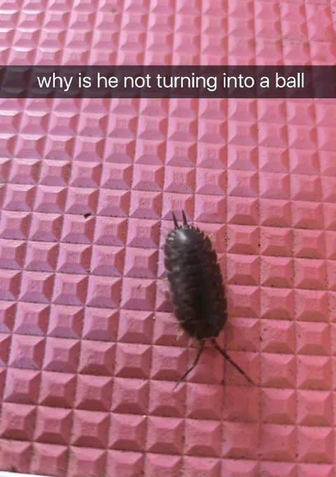Why Is He Not Turning Into a Ball