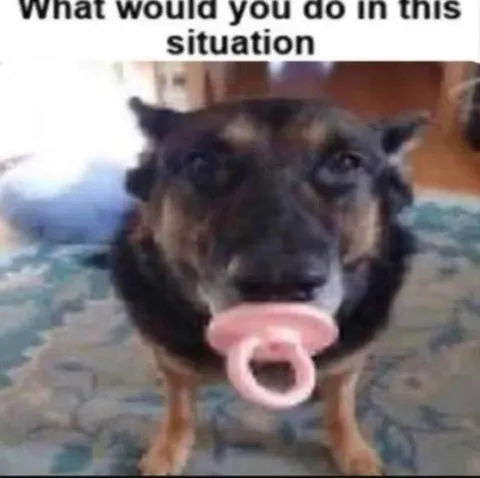 Dog With a Pacifier