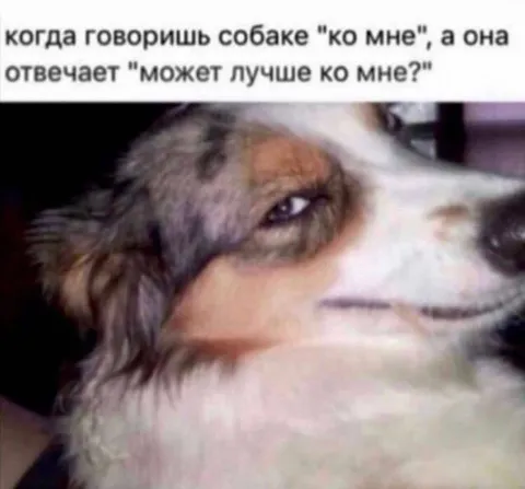 Когда собака отвечает хозяину