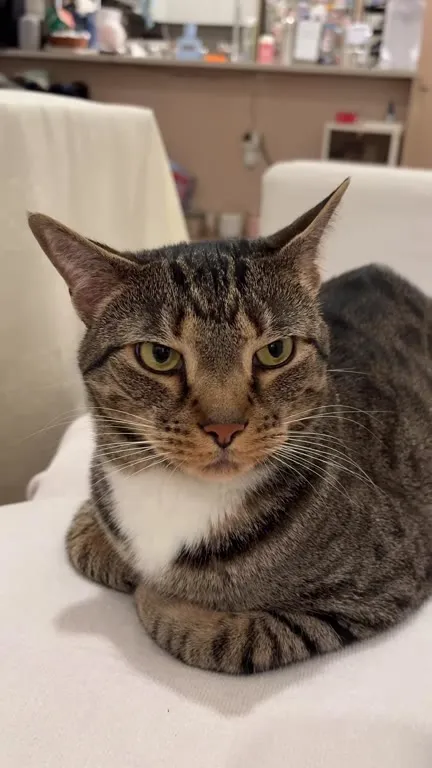 Mr. Penis Cat Gets Petted