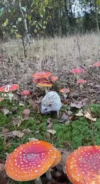 Jeżyk wśród muchomorów