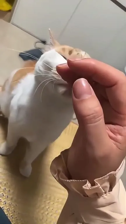 Кот чихнул от ласки