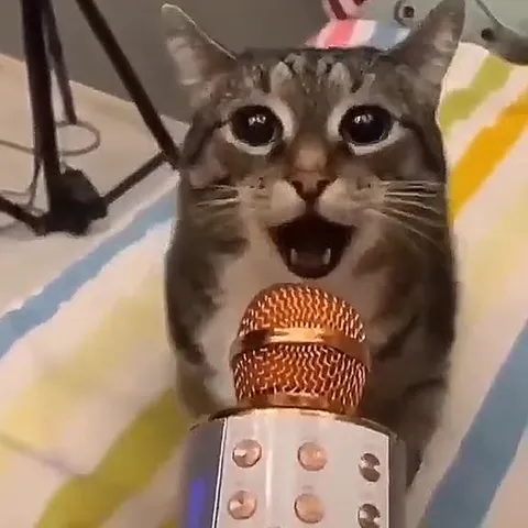 Коты поют под Death Grips