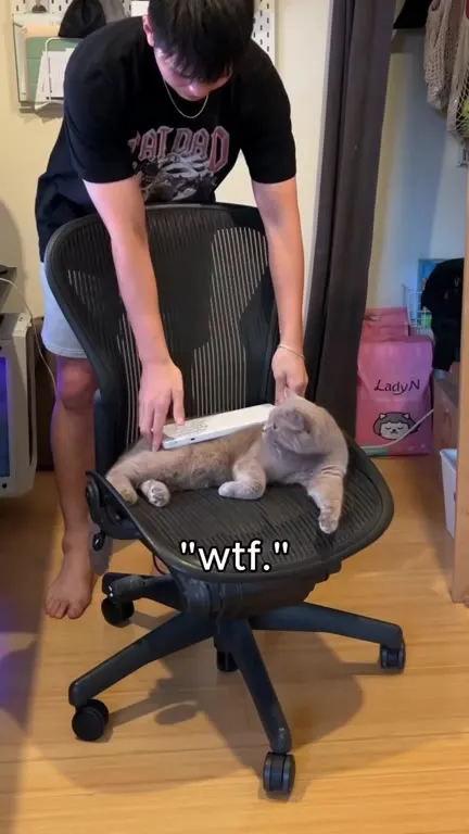 Cat stacked out of chair