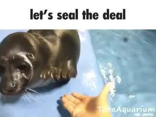Seal the Deal