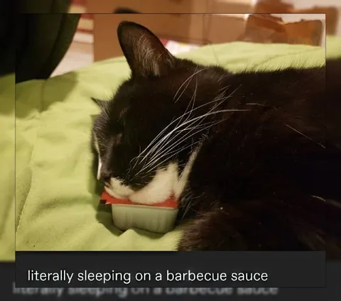 Cat Sleeping on Barbecue Sauce