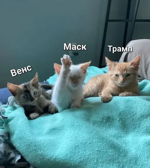 Котята Венс Макс Трамп