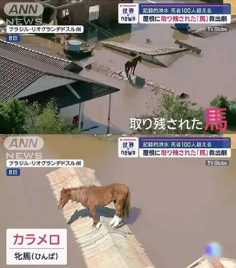 屋根に取り残された馬