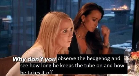 Observe the Hedgehog