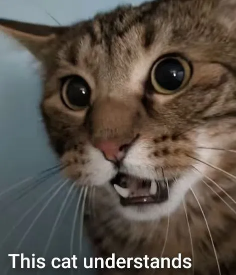 This Cat Understands