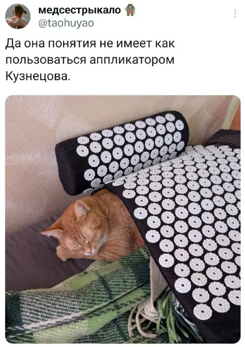 Кот не умеет пользоваться аппликатором