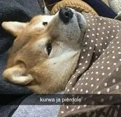 Pies mówi kurwa ja pierdolę