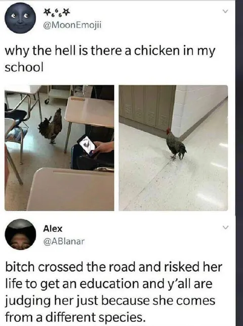 Chicken Goes to School
