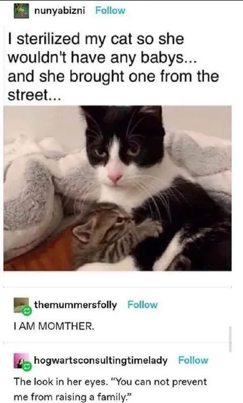 Cat Brings Home a Baby
