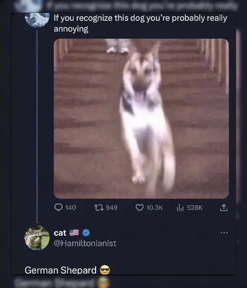 If You Recognize This Dog