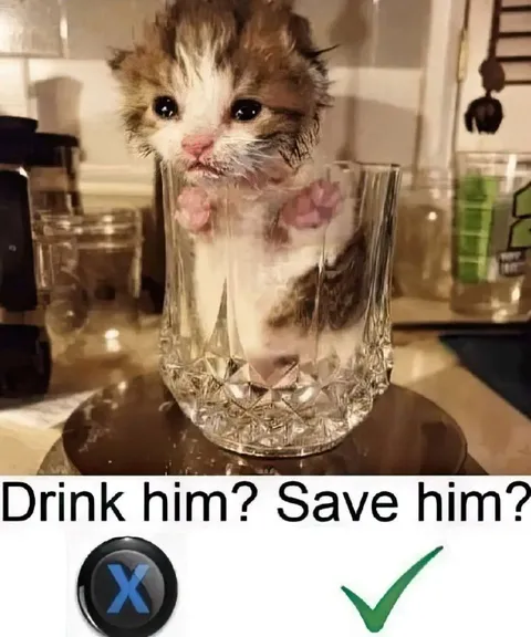 Save the Sad Kitten