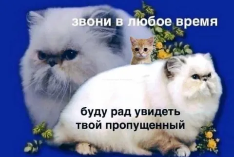 Звони в любое время