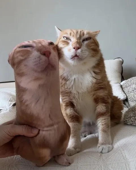 Кот смотрит на странную игрушку