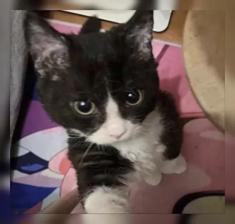 Кот с умоляющим взглядом